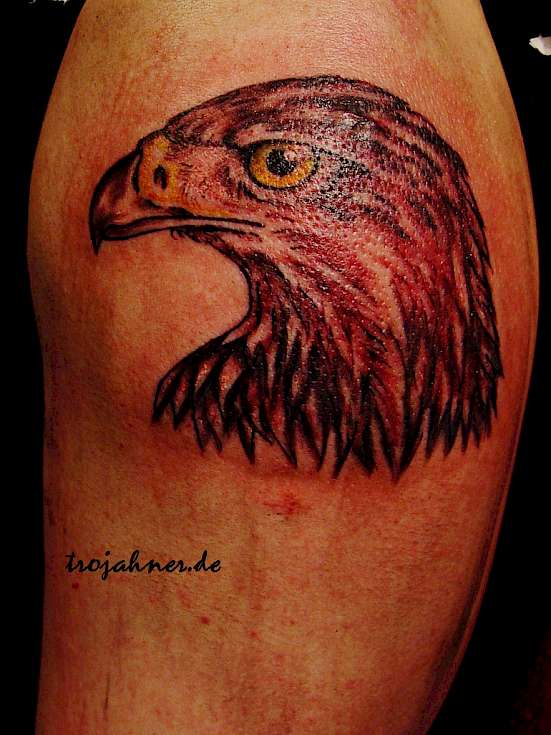 Bild Adlerkopf  Adler realistic Tattoo Dresden Tattoostudio