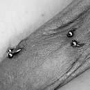 Mann piercing intim Category:Female Genital